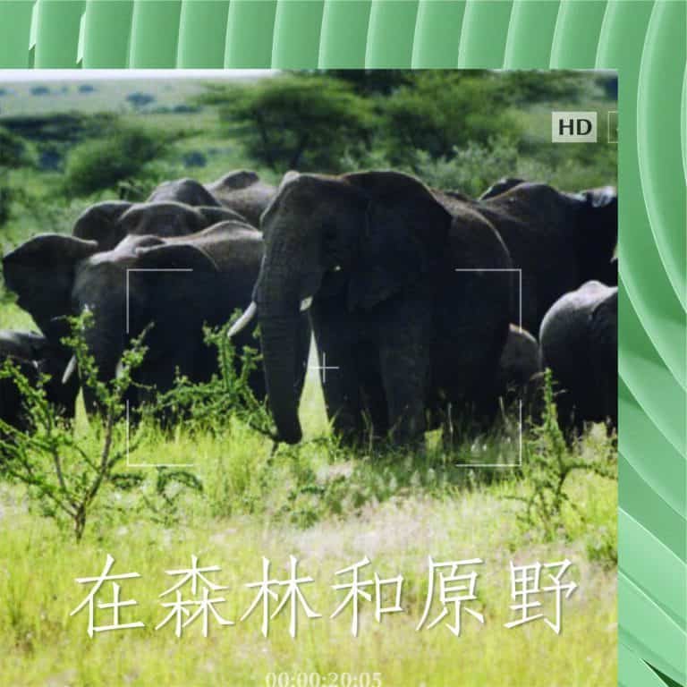 在森林和原野 Vie Simple