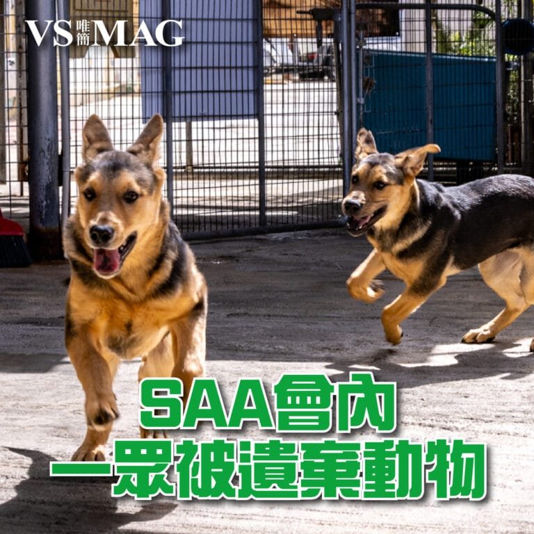 SAA會內一眾被遺棄動物-03