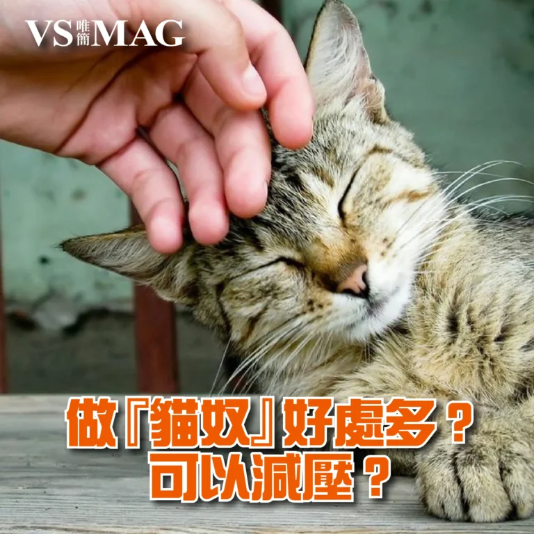 養貓可以減壓？-03